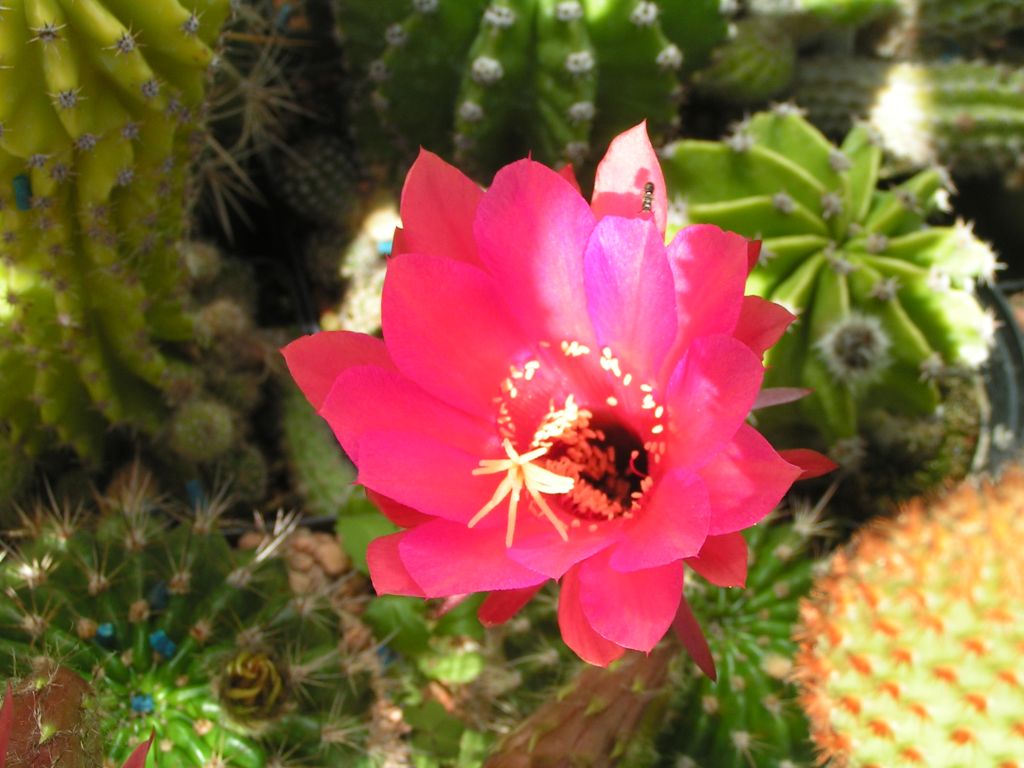 Echinopsis mammilosa v. kermesina